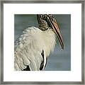 Wood Stork In Oil Framed Print