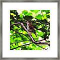 Wood Thrush Singing Framed Print