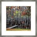 Wooden Dock On Autumn Swamp Framed Print