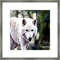 Woodland White Wolf 2 Framed Print
