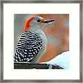 Woodpecker In Winter Framed Print