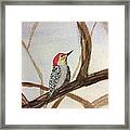 Woodpecker Framed Print