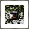 Woodpeckers At Dinner Framed Print