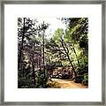 #woods #nature #mallorca #spain Framed Print