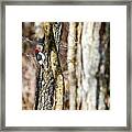 Woody Framed Print