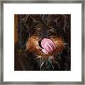 Working Dog Wirehaired Dachshund Framed Print