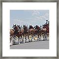 World Renown Clydesdales 2 Framed Print