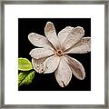 Wounded White Magnolia Wide Version Framed Print