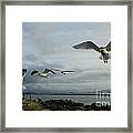 Wow Seagulls 2 Framed Print