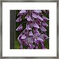 Wysteria Blooms Framed Print
