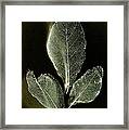 X-ray Leaves Framed Print