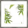 Xxl Tropical Plant Frame Framed Print