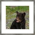Yawning Bear Cub Framed Print