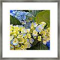 Yellow And Blue Flowers Framed Print