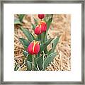 Yellow And Red Tulip - 01132 Framed Print