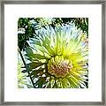 Yellow And White Dahlia Flowers Framed Print