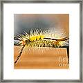 Yellow Caterpillar Framed Print