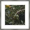 Yellow-crowned Parrot Framed Print