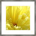 Yellow Dahlia Burst Framed Print