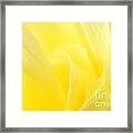 Yellow Dahlia Close-up Framed Print