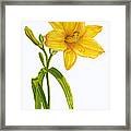 Yellow Daylily - Hemerocallis Framed Print