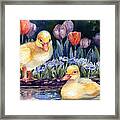 Yellow Ducklings - First Swim Framed Print