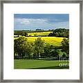 Yellow Fields In The Sun Framed Print