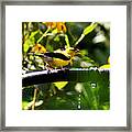Yellow Finch With A Water Leak Framed Print
