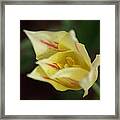 Yellow Flower Framed Print