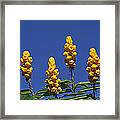 Yellow Flowers Against Blue Sky Framed Print