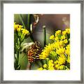 Yellow Flowers Are Best Framed Print