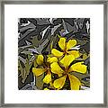 Yellow Flowers Framed Print