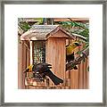 Yellow-headed Blackbirds At The Feeder Framed Print