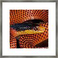 Yellow-headed Calico Snake Yasuni Framed Print