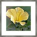 Yellow Hibiscus Framed Print