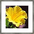 Yellow Hibiscus Open To The Sun Framed Print