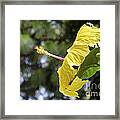 Yellow Hibiscus Framed Print