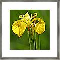 Yellow Iris - Iris Pseudacorus Framed Print