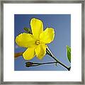 Yellow Jasmine Flower And Bud Against Blue Sky Framed Print