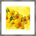 Yellow Kalanchoe - Succulent Sunshine Framed Print