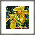 Yellow Lady Slippers Framed Print