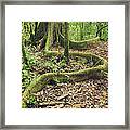 Yellow Mombin Buttress Root Los Framed Print