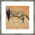 Yellow Mongoose In Kalahari Desert Framed Print