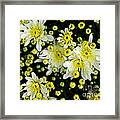 Yellow Mums Framed Print