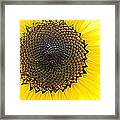 Sunny And Bright Sunflower Framed Print