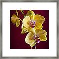 Yellow Orchid Framed Print