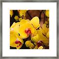 Yellow Orchids Framed Print