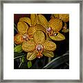 Yellow Orchids Framed Print