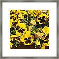 Yellow Pansies Ease The Heart Framed Print