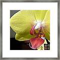 Yellow Phalaenopsis Orchid Framed Print